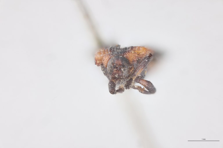 Uroplata sculptilis T F.jpg