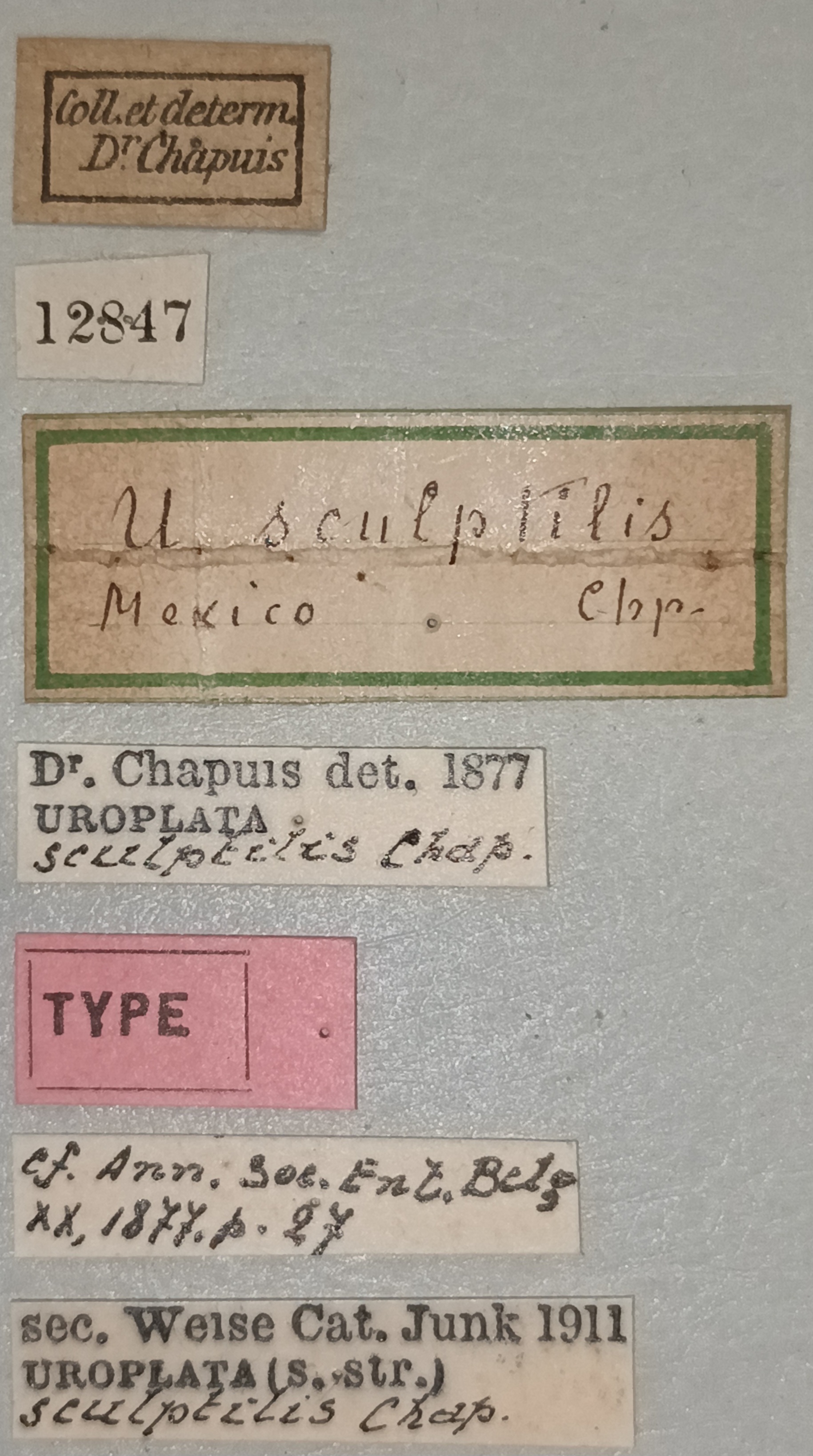 Uroplata sculptilis T Labels.jpg