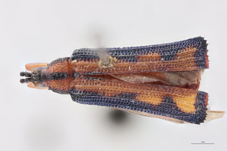 Uroplata sinuosa T D.jpg