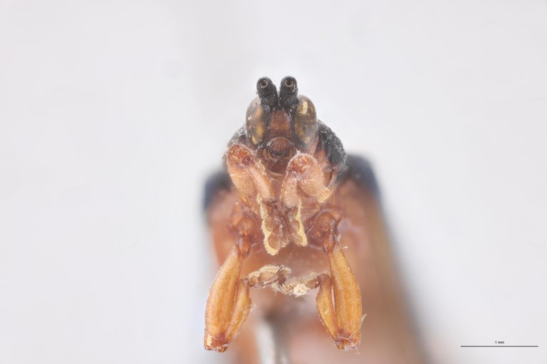 Uroplata sinuosa T F-V.jpg