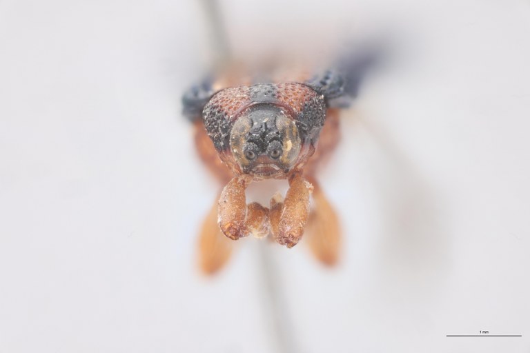 Uroplata sinuosa T F.jpg