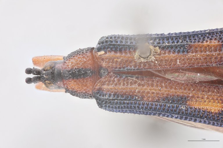 Uroplata sinuosa T Head-Close-Up.jpg