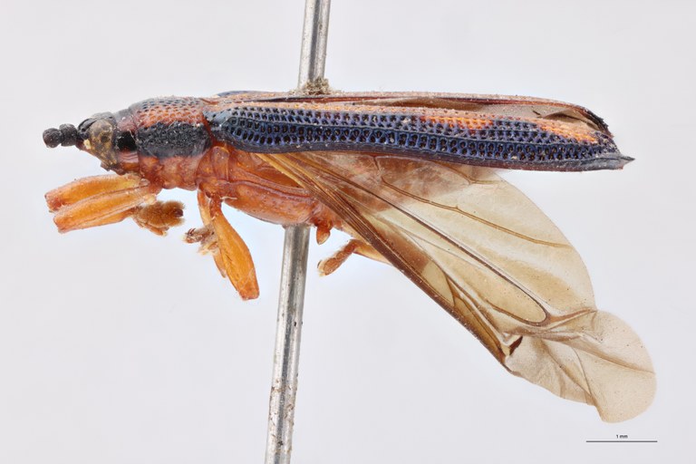 Uroplata sinuosa T L.jpg