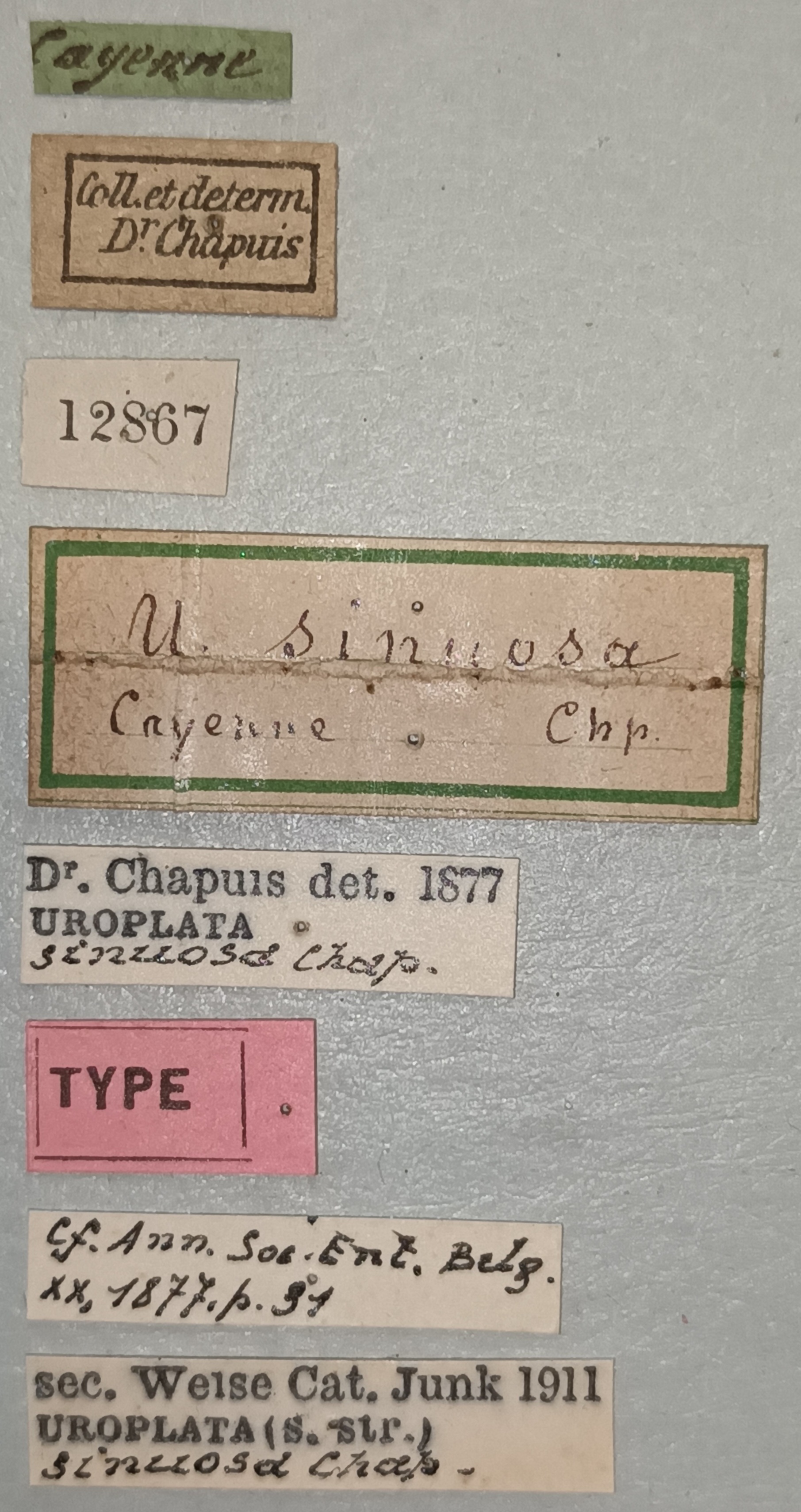 Uroplata sinuosa T Labels.jpg