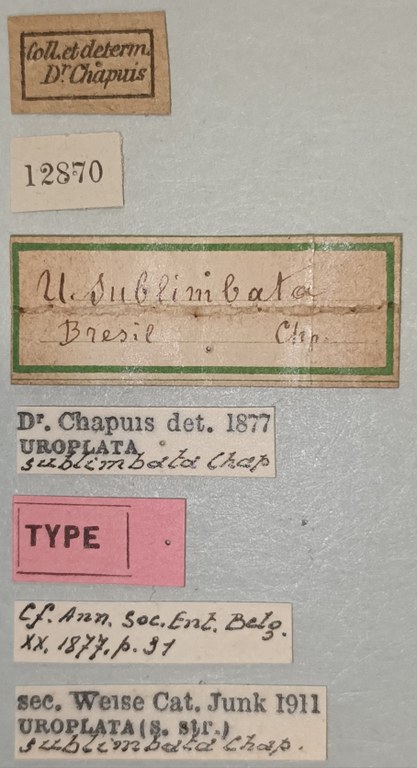 Uroplata sublimbata T Labels.jpg