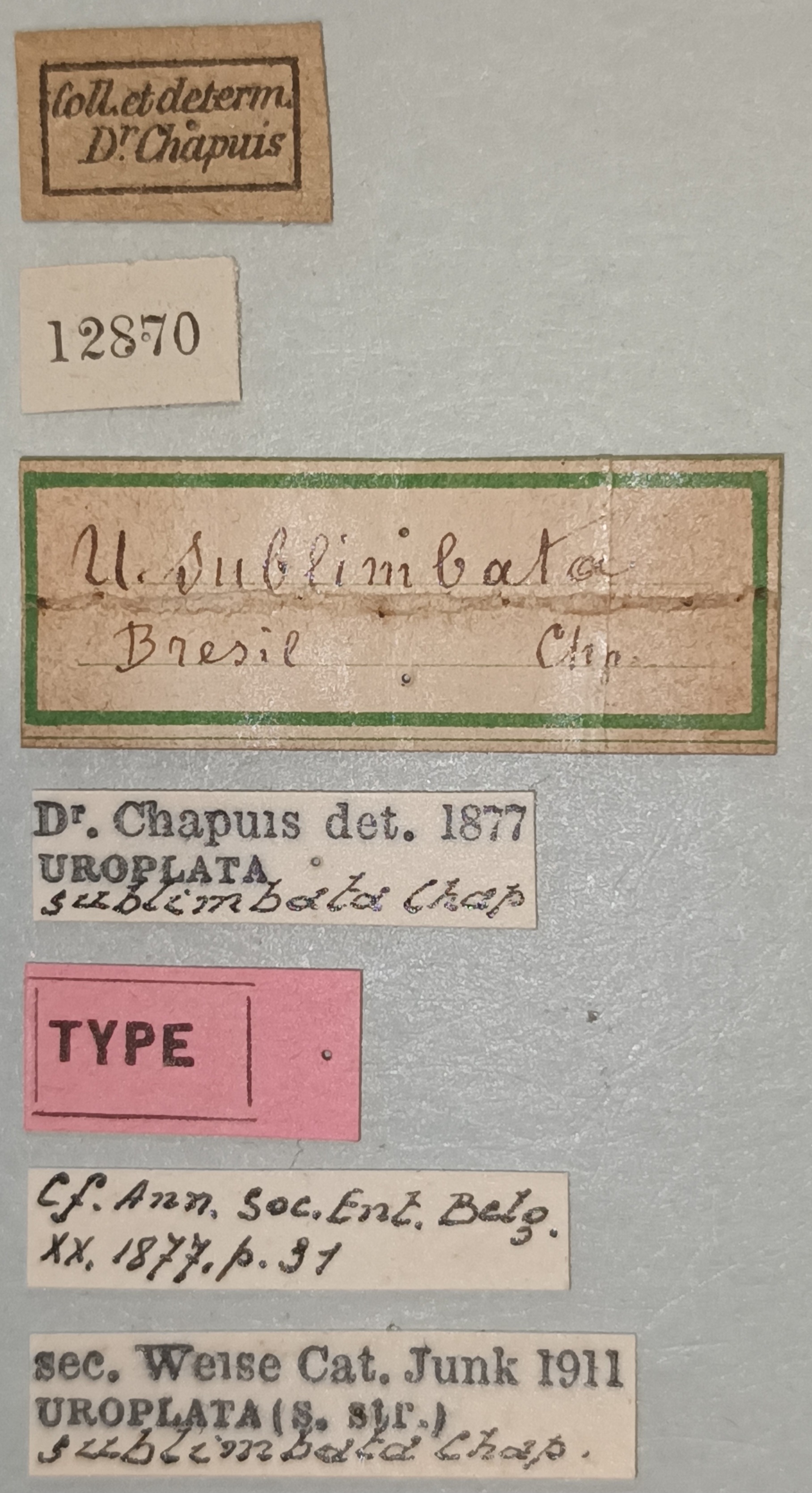 Uroplata sublimbata T Labels.jpg