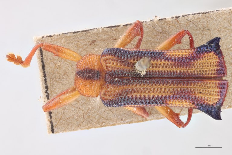 Uroplata trivittata T D.jpg