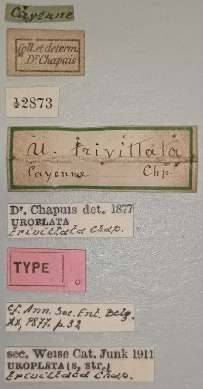 Uroplata trivittata T Labels.jpg