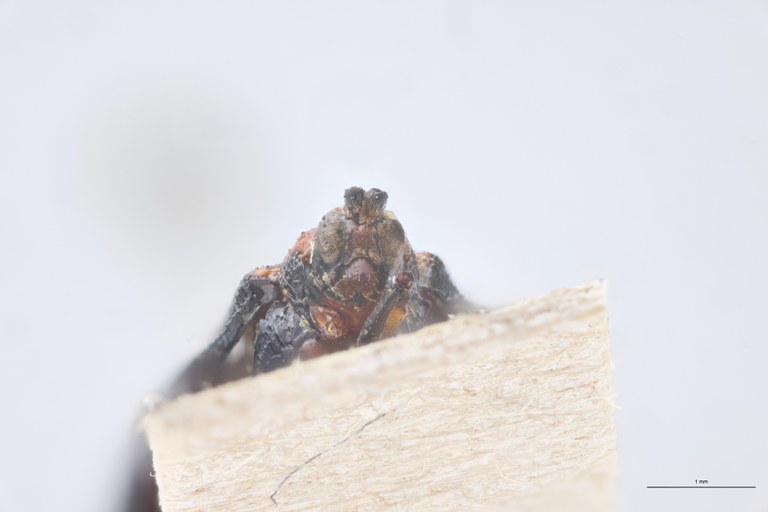 Uroplata aberrans T F-V.jpg