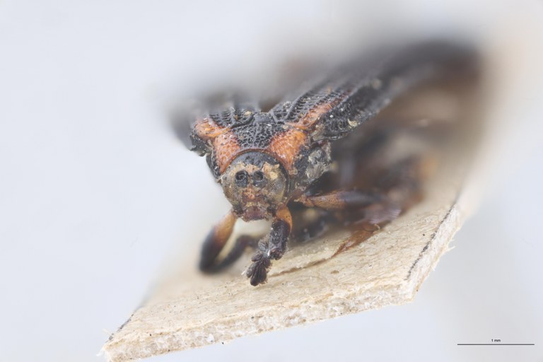 Octhispa aberrans T F.jpg