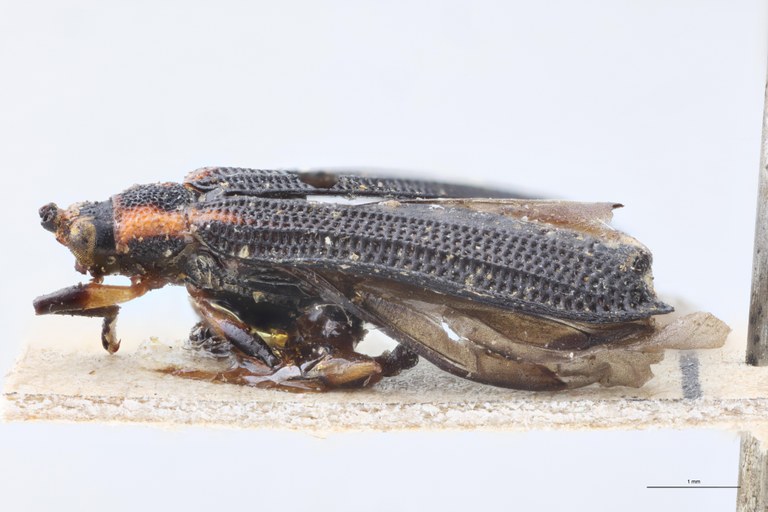 Octhispa aberrans T L.jpg