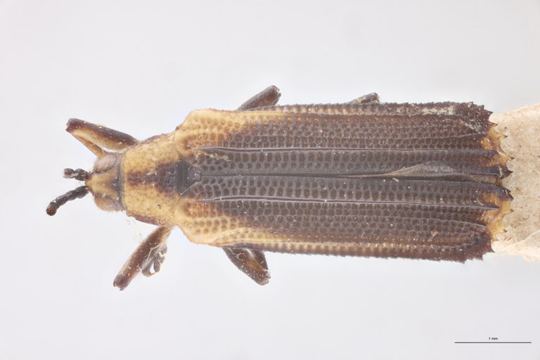 Uroplata westwoodi Plt D.jpg