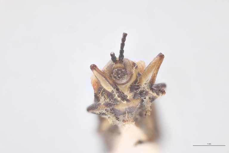 Uroplata westwoodi Plt F-V.jpg