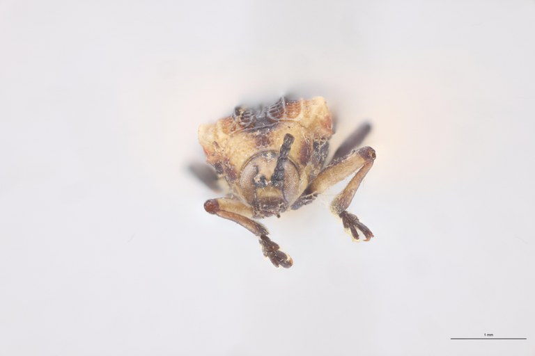 Uroplata westwoodi Plt F.jpg