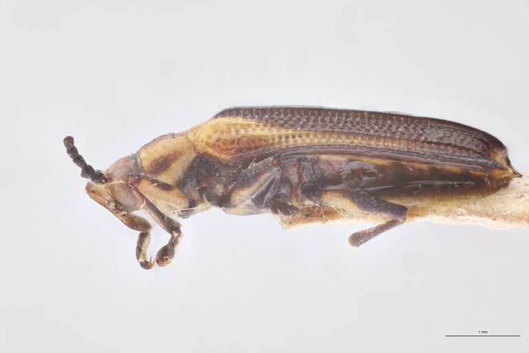 Uroplata westwoodi Plt L.jpg