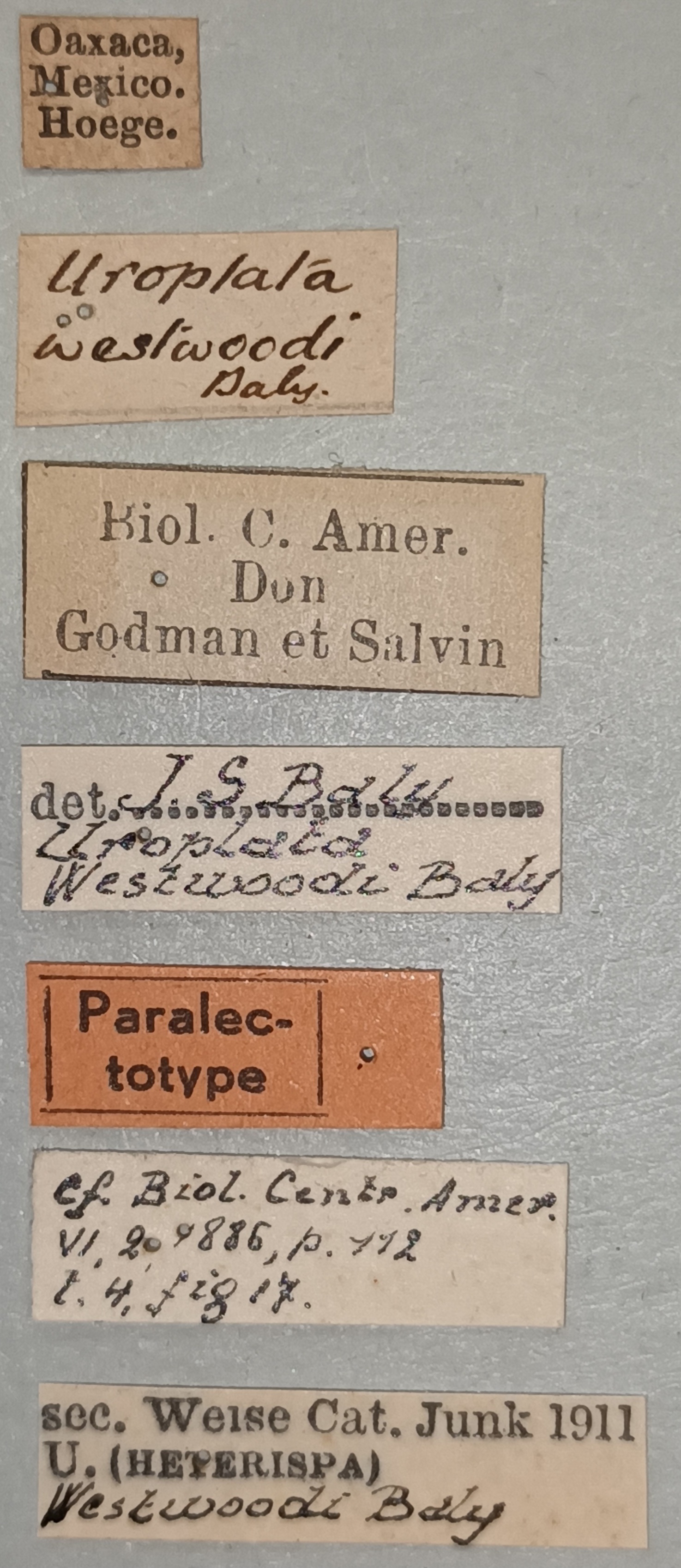 Uroplata westwoodi Plt Labels.jpg