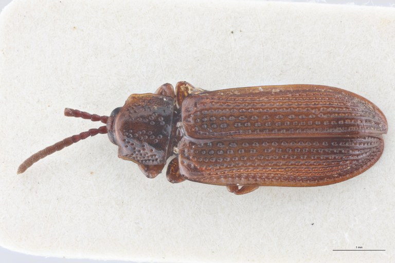 Wallacea angularis T D.jpg