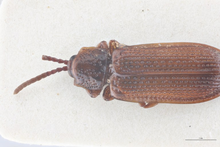 Wallacea angularis T Head-Close-Up.jpg