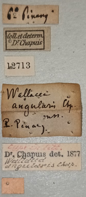 Wallacea angularis T Labels.jpg