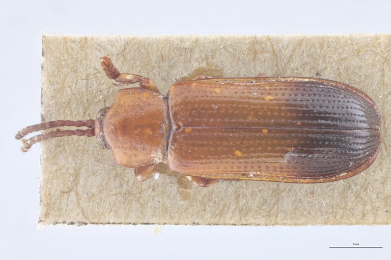 Wallacea cordiformis T D.jpg