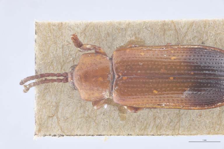 Wallacea cordiformis T Head-Close-Up.jpg