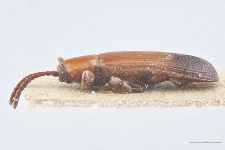 Wallacea cordiformis T L.jpg