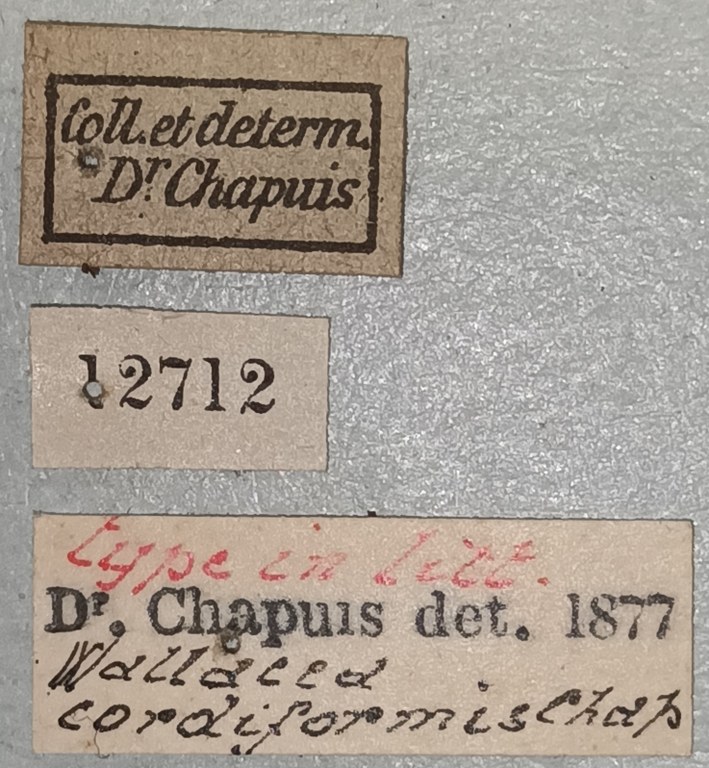 Wallacea cordiformis T Labels.jpg