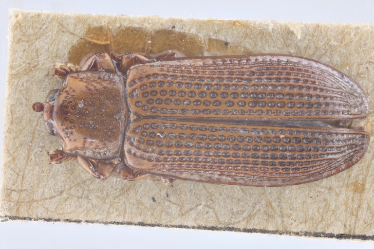 Wallacea inornata Ex-T D.jpg