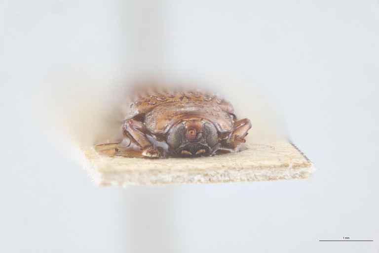 Wallacea inornata Ex-T F.jpg