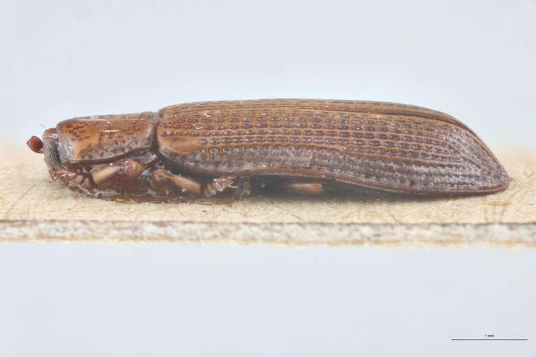 Wallacea inornata Ex-T L.jpg