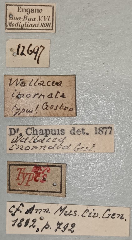 Wallacea inornata Ex-T Labels.jpg