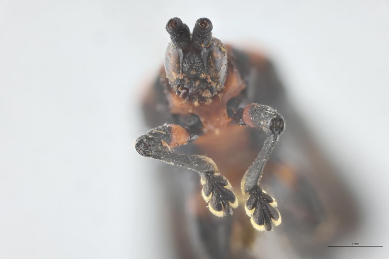 Xenochalepus ampliatus T F-V.jpg