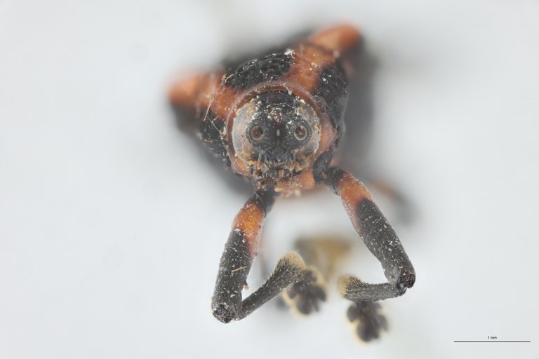 Xenochalepus ampliatus T F.jpg