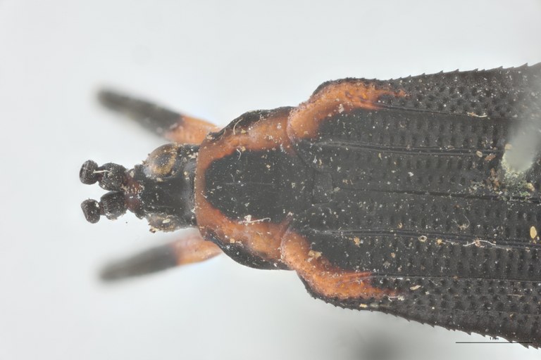 Xenochalepus ampliatus T Head-Close-Up.jpg