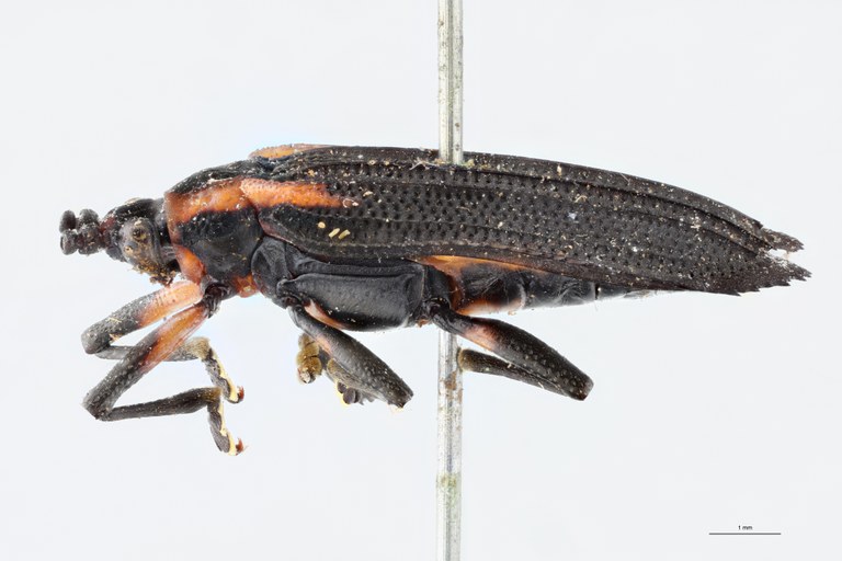 Xenochalepus ampliatus T L.jpg