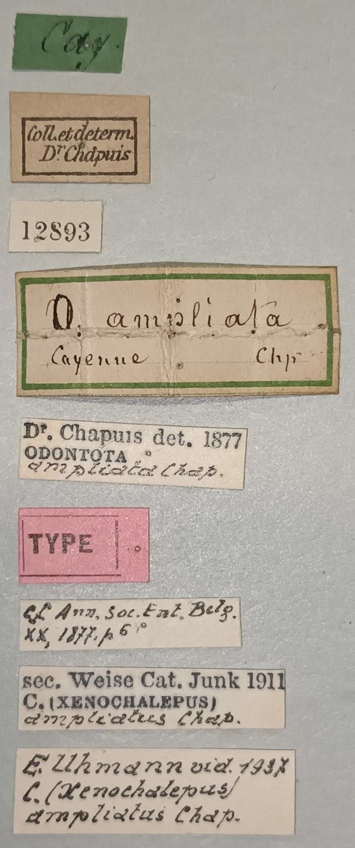 Xenochalepus ampliatus T Labels.jpg