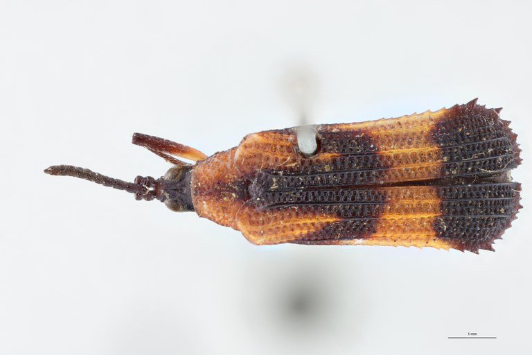 Xenochalepus angustus Ex-T D.jpg