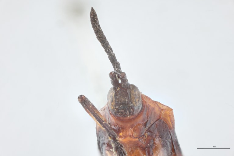 Xenochalepus angustus Ex-T F-V.jpg