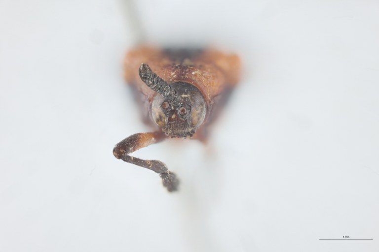 Xenochalepus angustus Ex-T F.jpg