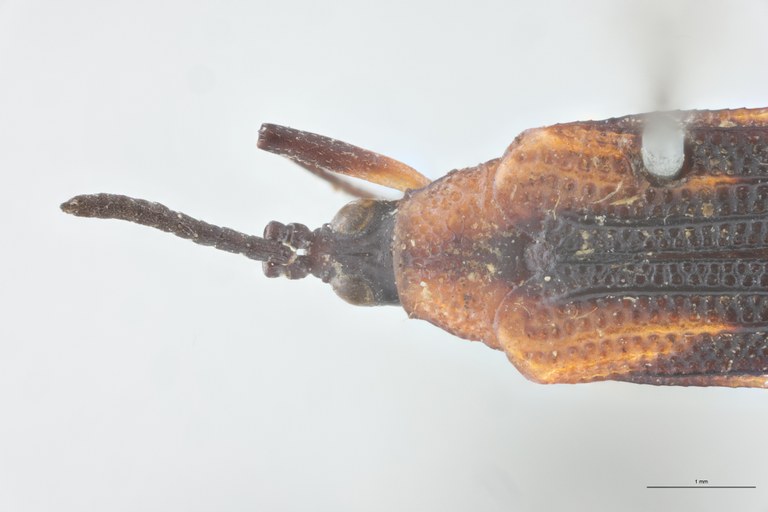 Xenochalepus angustus Ex-T Head-Close-Up.jpg