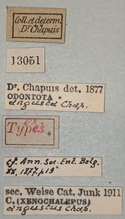 Xenochalepus angustus Ex-T Labels.jpg