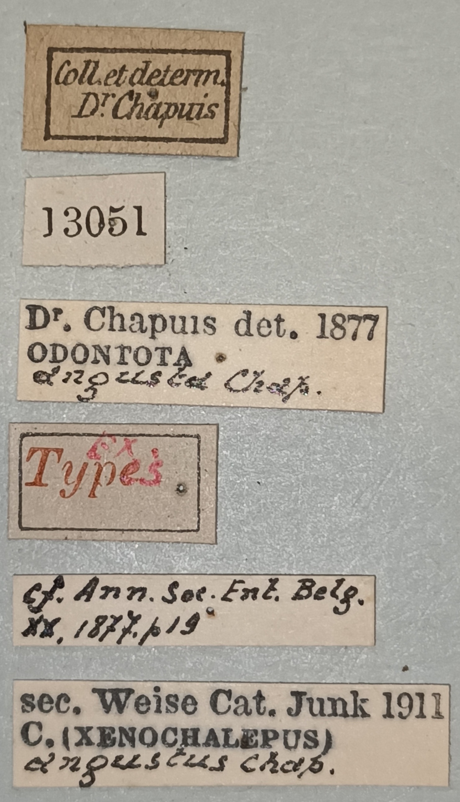 Xenochalepus angustus Ex-T Labels.jpg