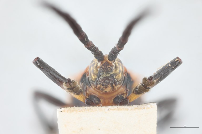 Xenochalepus apicipennis annulicornis F Pt F-V.jpg