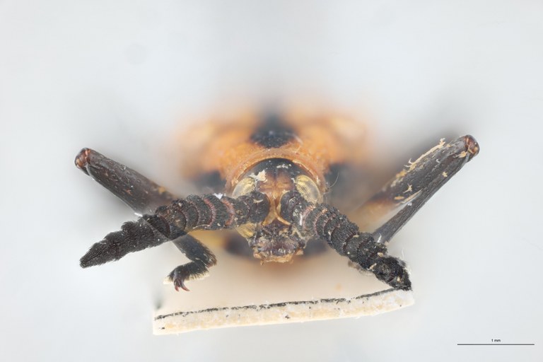 Xenochalepus apicipennis annulicornis F Pt F.jpg