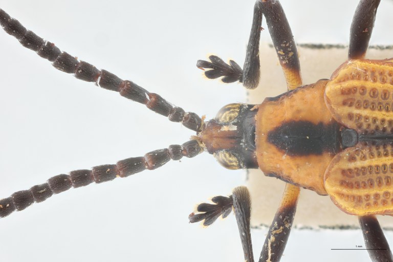 Xenochalepus apicipennis annulicornis F Pt Head-Close-Up.jpg