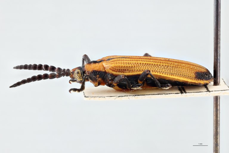 Xenochalepus apicipennis annulicornis F Pt L.jpg