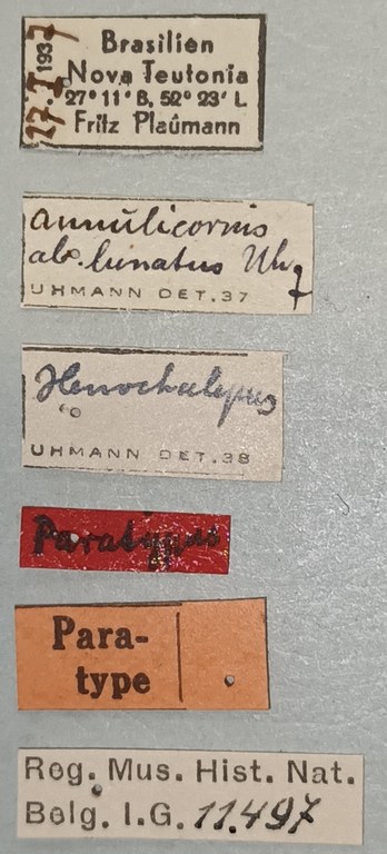 Xenochalepus apicipennis annulicornis F Pt Labels.jpg