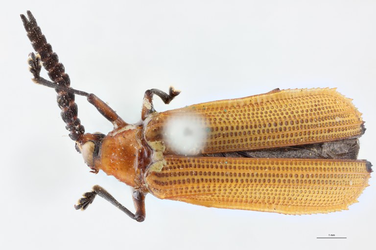 Xenochalepus apicipennis T D.jpg