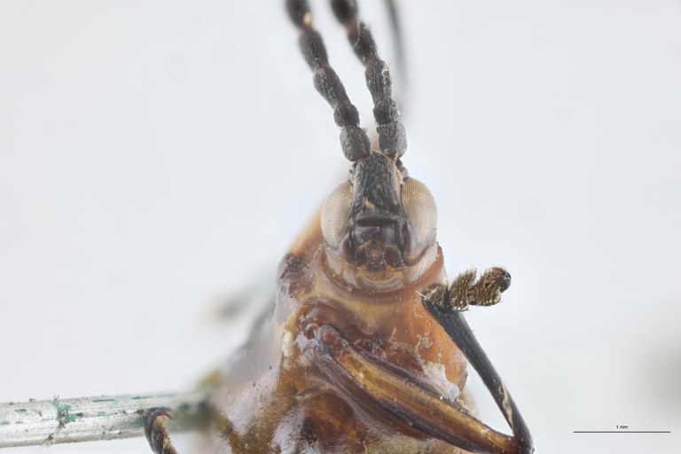 Xenochalepus apicipennis T F-V.jpg