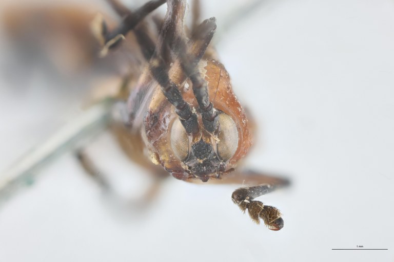 Xenochalepus apicipennis T F.jpg